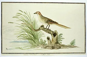 Grasses Prints: Sphenoeacus afer (Cape grassbird), 1777-1786. Creator: Robert Jacob Gordon