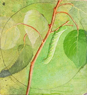 Caterpillar Collection: Sphinx Caterpillar, study for book Concealing Coloration in the Animal Kingdom, n. d
