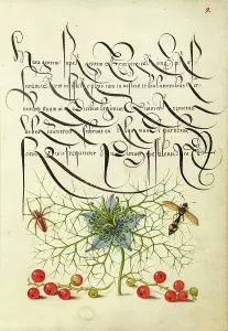 Spider, Love-in-a-Mist, Potter Wasp, and Red Curran, 1561-1562; illumination added 1591-1596. Creator: Joris Hoefnagel