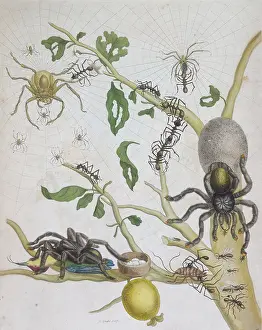 Branch Prints: Spiders with their eggs, 1705. Creator: Pieter Sluyter