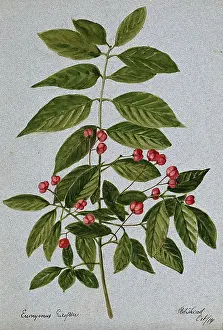 Alternative Medicine Prints: Spindle-tree (Euonymus europea): fruiting stem, 1904. Creator: Unknown