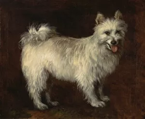 Thomas Gainsborough Collection: Spitz Dog; A Dog, ca. 1765. Creator: Thomas Gainsborough