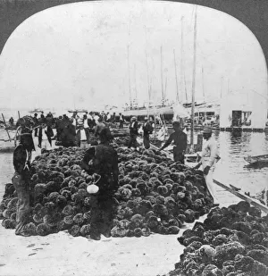 Florida Keys Prints: Sponge market, Key West harbour, Florida, USA, c1900(?). Artist: Keystone View Company