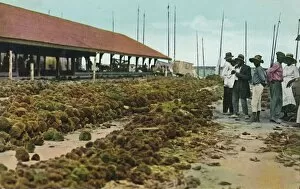 North And Central America Collection: Sponge Market, Nassau, Bahamas, 1930s. Creator: Unknown