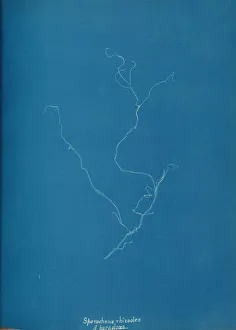 Sporochnius rhizodes B paracloxa, ca. 1853. Creator: Anna Atkins