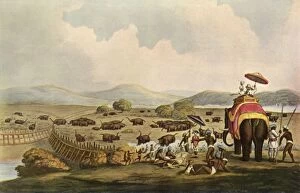 And E Gallery: Sport in India - Driving Elephants Into A Keddah, c1808, (1901). Creator: Unknown