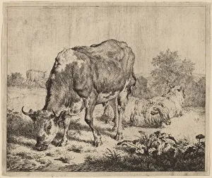 Velde Adriaen Van De Prints: Spotted Bull and Three Sheep, 1670. Creator: Adriaen van de Velde