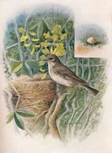 Wild Flower Prints: Spotted Fly-Catcher - Muscic apa gris ola, c1910, (1910). Artist: George James Rankin