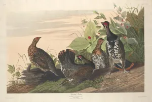 Grouse Prints: Spotted Grous, 1833. Creator: Robert Havell