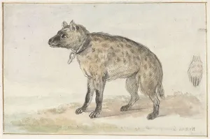 Predator Prints: Spotted hyena, 1767-1769. Creator: Aert Schouman