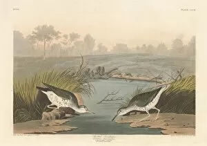 Wading Bird Gallery: Spotted Sandpiper, 1836. Creator: Robert Havell