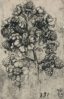 Bramble Prints: A Spray of Brambles, c1480 (1945). Artist: Leonardo da Vinci