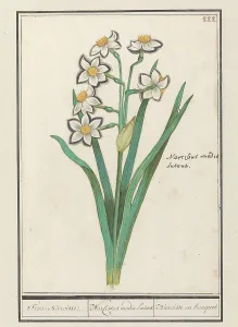 Deck Paint Prints: Spray Daffodil (Narcissus), 1596-1610. Creators: Anselmus de Boodt, Elias Verhulst