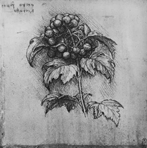 Position Prints: A Spray of a Plant, c1480 (1945). Artist: Leonardo da Vinci