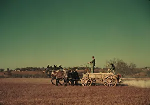 Fertiliser Prints: Spreading fertilizer from 4-mule team wagon