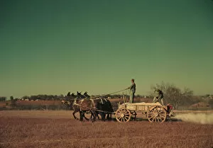 Mules Collection: Spreading fertilizer from 4-mule team wagon, Georgia, ca. 1940. Creator: Marion Post Wolcott
