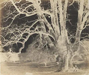 Paper Negative Prints: Spreading Oak with Seated Figure, 1850s. Creator: Unknown