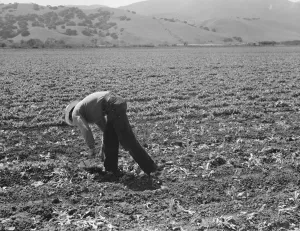 Spreckels sugar factory and sugar beet field, Monterey County, California, 1939. Creator: Dorothea Lange