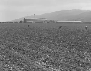 Spreckels sugar factory and sugar beet field, Monterey County, California, 1939. Creator: Dorothea Lange
