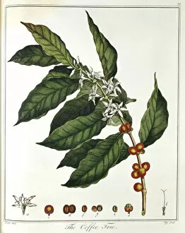 Sprig of Coffee (Coffea arabica) showing flowers and beans, 1798