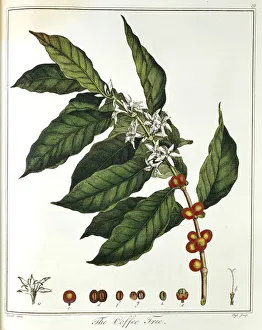 Bean Prints: Sprig of Coffee (Coffea arabica) showing flowers and beans, 1798