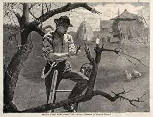 Winslow Homer American Prints: Spring Farm Work - Grafting, 1870. Creator: Winslow Homer (American, 1836-1910)