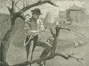 At Work Prints: Spring Farm Work - Grafting, 1870. Creator: Unknown