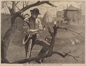 Spring Farm Work - Grafting, published 1870. Creator: Winslow Homer Spring Farm Work - Grafting, published 1870. Creator: Winslow Homer