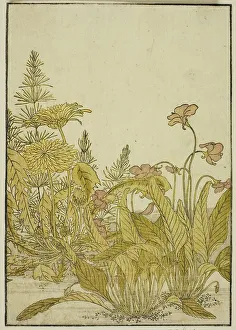 Sweet Violet Prints: Spring Flowers: Violets and Dandelions