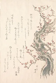 Ryuryukyo Shinsai Prints: Spring Rain Collection (Harusame shu), vol. 1: Plum Tree in Bloom, ca. 1805-10. ca