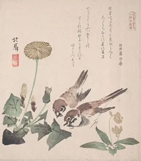 Spring Rain Collection (Harusame shu), vol. 3: Sparrows and Dandelions, ca. 1820. ca