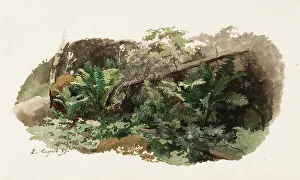 Gustaf Werner Holmberg Prints: Spruce fallen on ferns; Cow (two-sided work), 1859. Creator: Werner Holmberg