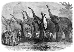 Mahouts Prints: A squad of elephants saluting the Commandant at Dinapore