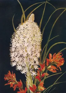 Squaw Grass and Scarlet Paint Brush, c1915, (1915). Artist: Emma Graham Clock
