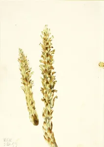 Cream Background Gallery: Squawroot (Conopholis americana), 1919. Creator: Mary Vaux Walcott
