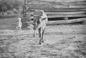 Squeakie Burroughs and cow near the barn, Hale County, Alabama, 1936. Creator: Walker Evans