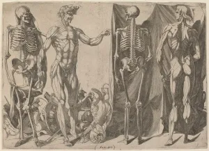 Barbiere Domenico Del Gallery: Squelettes et Ecorches, c. 1540-1545. Creator: Domenico del Barbiere