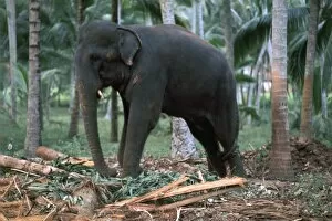 Kandy Gallery: Sri Lankan elephant. Artist: CM Dixon