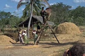 Sri Lankan villagers winnowing rice. Artist: CM Dixon