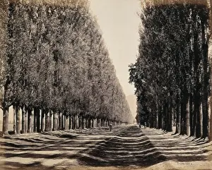 Treelined Prints: Srinagar, Kashmir: a dense poplar avenue, between 1800 and 1899. Creator: Samuel Bourne