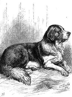 Dog Show Prints: The St. Bernard Dog Show: Bayard, the Champion Rough-Coated Dog, 1883. Creator: J. G