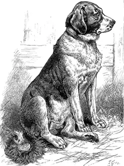 Dog Show Prints: The St. Bernard Dog Show: Leila, the Champion Smooth-Coated Female, 1883. Creator: J. G