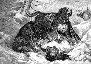 Lifesaving Prints: St. Bernard dogs finding a traveller in the snow, 1883. Creator: Unknown