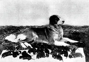 Litter Prints: The St. Bernard, Lady Millard, and her litter of twenty-one pups