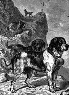 Barrels Prints: St Bernard mountain rescue dogs with flasks of brandy on their collars, c1880