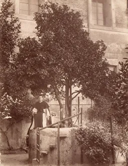 St. Dominics Orange Tree on the Aventine, 1880s. Creator: Unknown