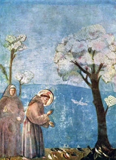 St Francis Collection: St Francis Preaching to the Birds, 1297-1299, (c1900-1920)