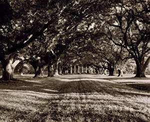 Oak Trees Prints: St. James Parish--Oak Alley, Vacherie, 1938. Creator: Frances Benjamin Johnston