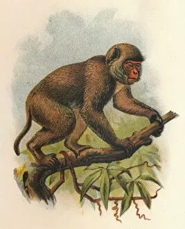 R Bowdler Sharpe Gallery: St. Johns Macaque, 1897. Artist: Henry Ogg Forbes
