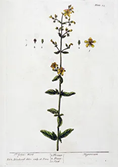 Drug Gallery: St Johns Wort, 1782. Artist: Elizabeth Blackwell